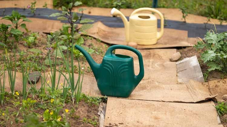 Her gün çöpe attığınız o karton, bahçenizde bedava mucize yaratıyor