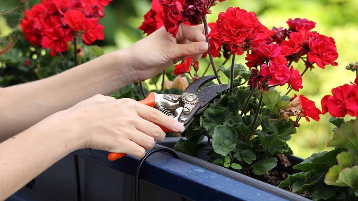 Hediye gelse bile evinizin eşiğinden sokmayın! Bu çiçek görünüşünün aksine yalnızlık enerjisi yayıyor