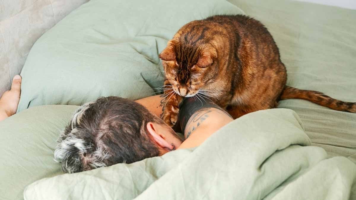 Kediler erkeklere daha çok 'bağrıyor' Nedeni oldukça ilginç