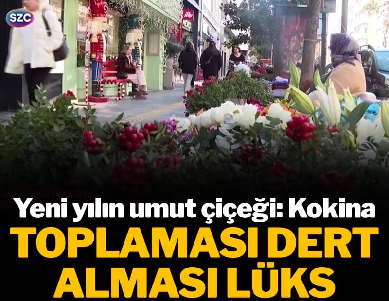 Toplaması dert alması lüks! Yeni yılın umut çiçeği Kokina