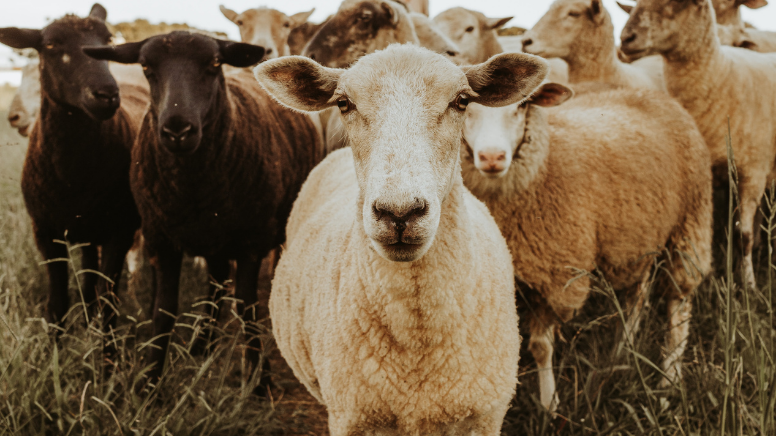 Tane fiyatı asgari ücreti geçti: Sayılı günler kala kurbanlık fiyatları açıklandı