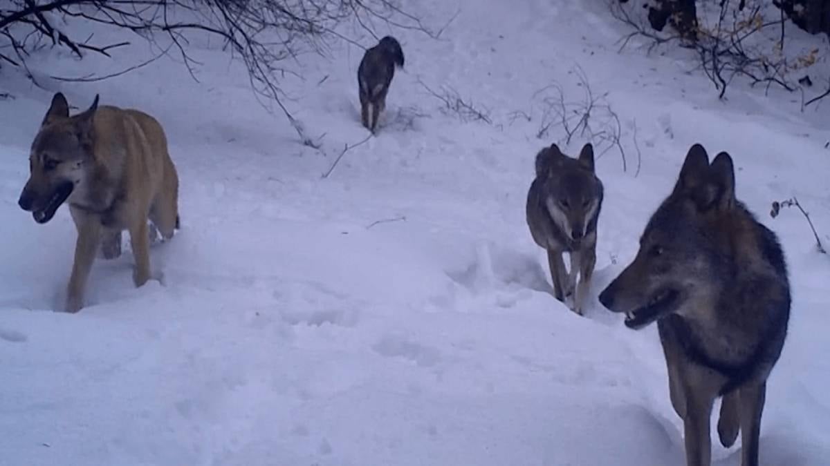 Kurtlar dışında bu sürüngen hayvanlar da sürü halinde avlanıyor: Bilim dünyasını şaşırtan keşif
