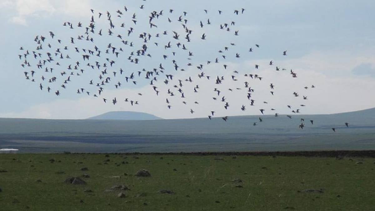 Nesli tükendiği sanılan kuş 100 yıl sonra yeniden ortaya çıktı