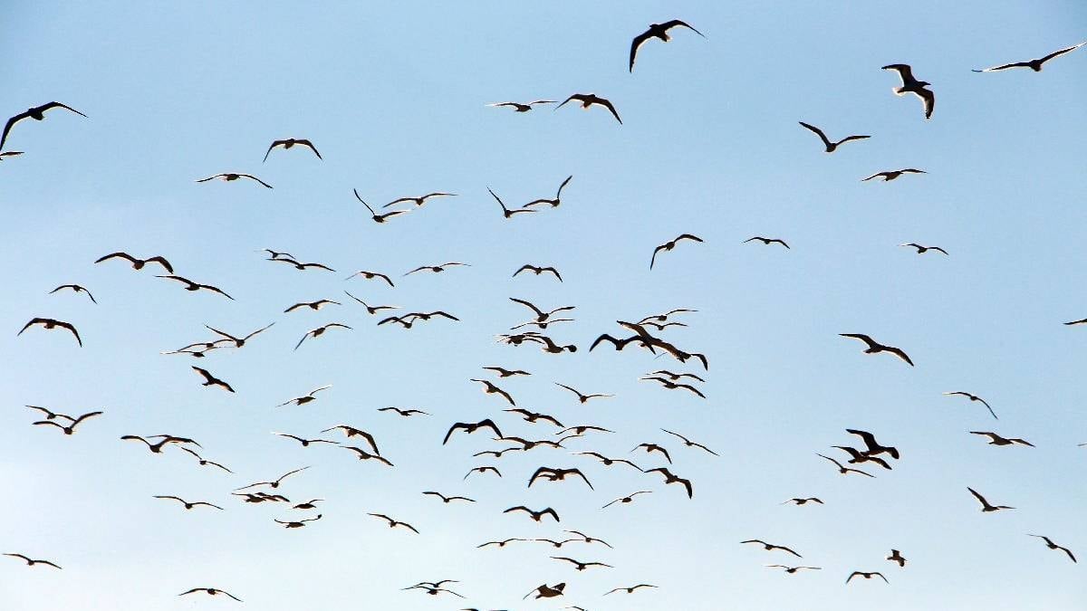 Dünyanın en hızlı kuşu belli oldu: Havada 380 km hızın üzerinde gidiyor