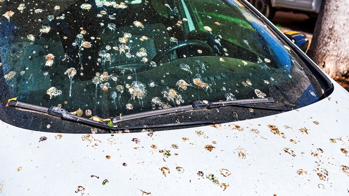 Arabaya iki fıs sıkınca kuşlar bir daha pislemiyor