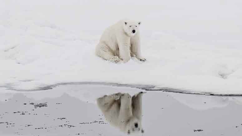 Kutup ayıları sıcağa alışmaya başladı