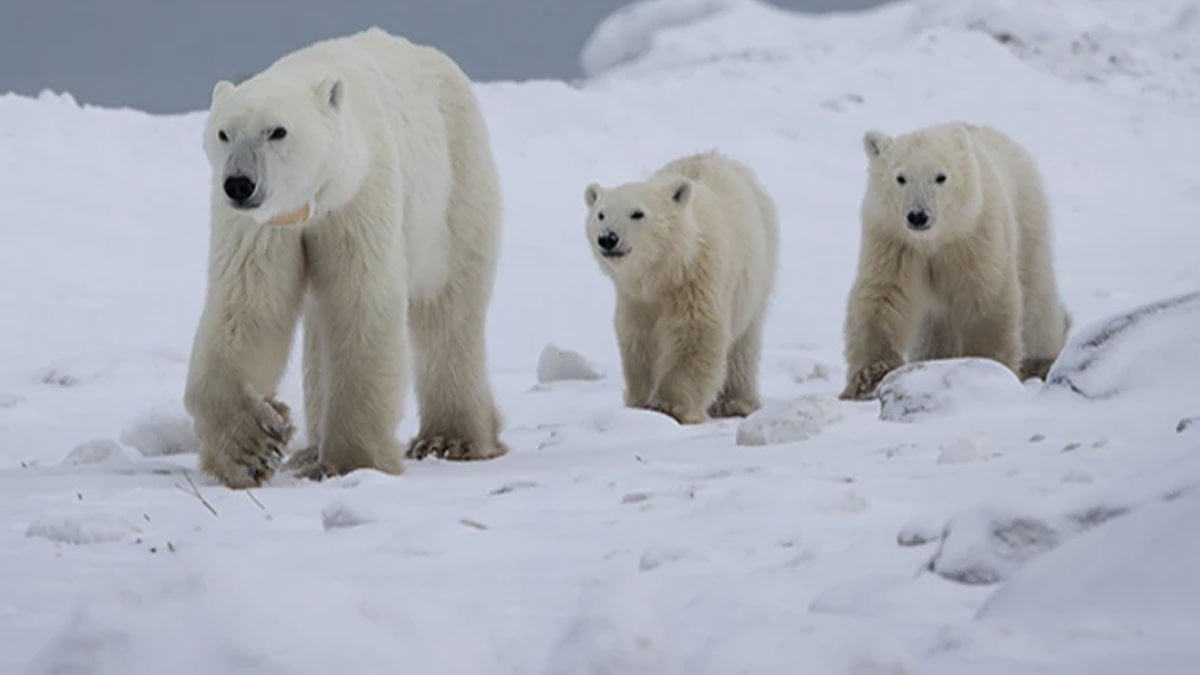 Kırk yılda bir olur: Kutup ayısı yetim yavruyu evlat edindi