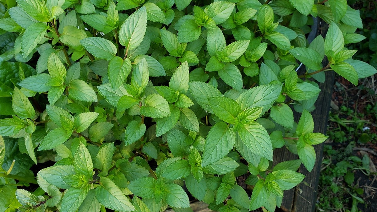 Ülkede 'bahçenize nane dikin' çağrısı yapıldı: İşte nedeni 
