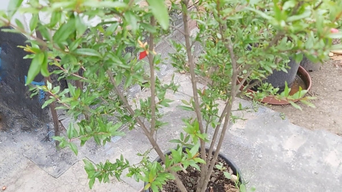 Ne bahçe ne tarla gerekiyor: Evde bile yetişiyor, bolluğu simgeliyor 