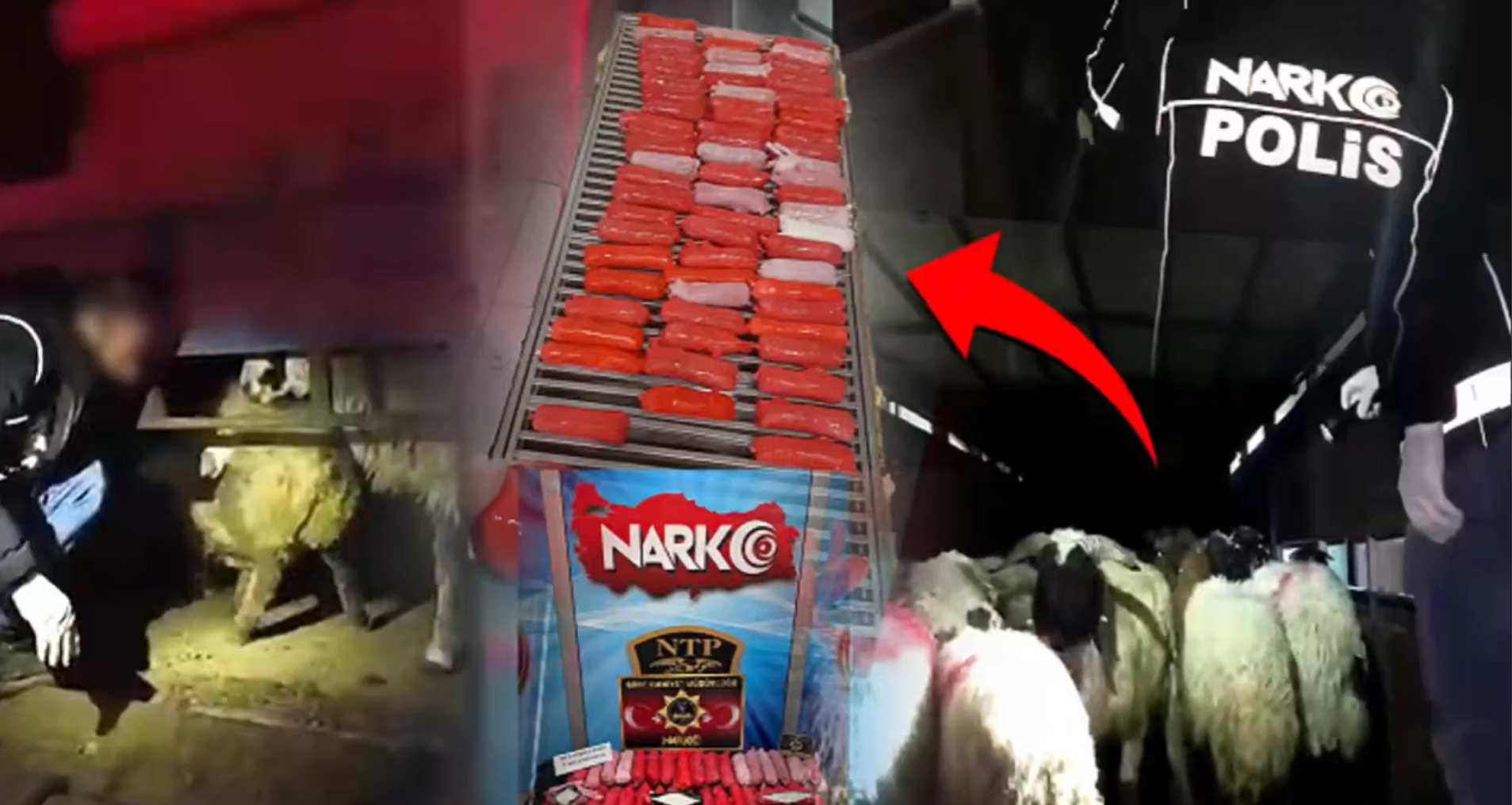 Küçükbaş hayvanların karnına onlarca kilo uyuşturucu saklamışlar!