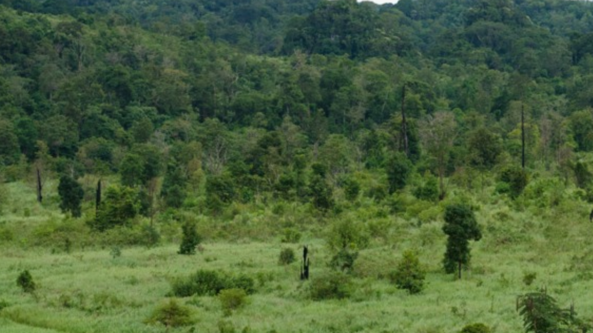 Herkes 30 yıl önce yok olduğunu sanıyordu yeniden ortaya çıktı