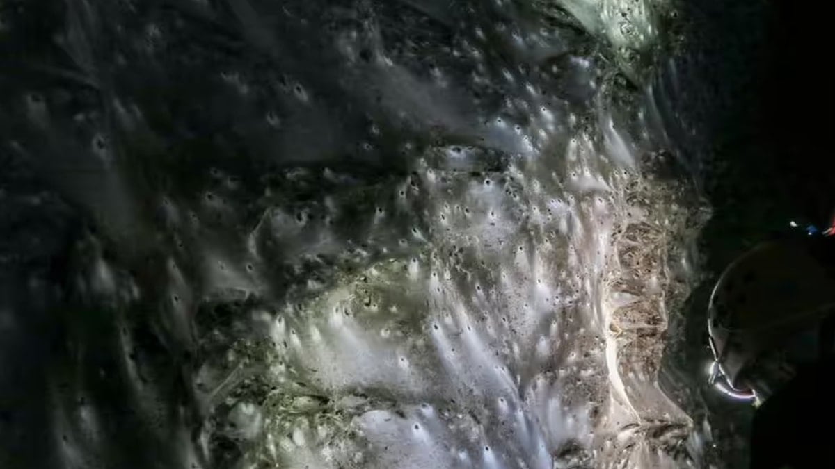 Dünyanın en büyük örümcek ağı, iki ülkeyi kapsıyor