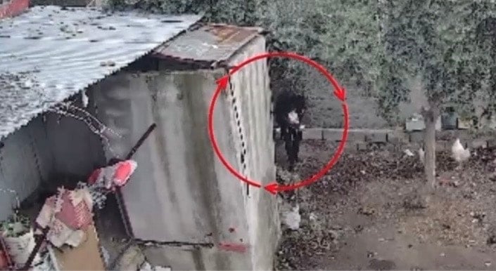 Kümes kümes gezip 9 tavuk çaldı