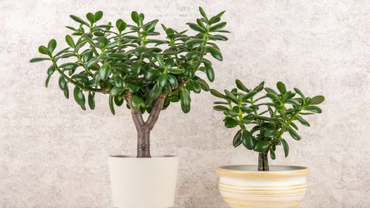 Para ağacının sağlıklı büyümesi için ne zaman ve nasıl budanmalı