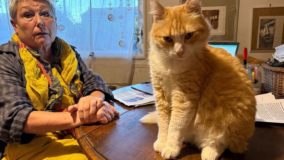 Dünyanın ilk mahpus kedisi: Bu sarman hapis yatacak