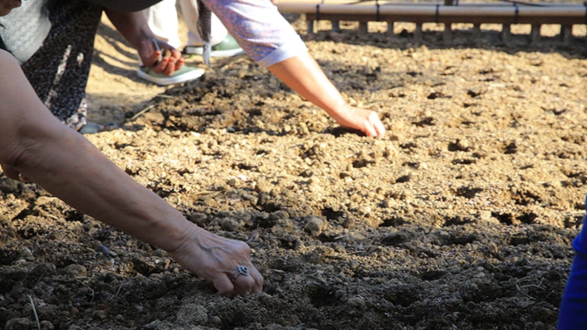 Bir eken üç alıyor: Ürün daha tarladayken kapışılıyor