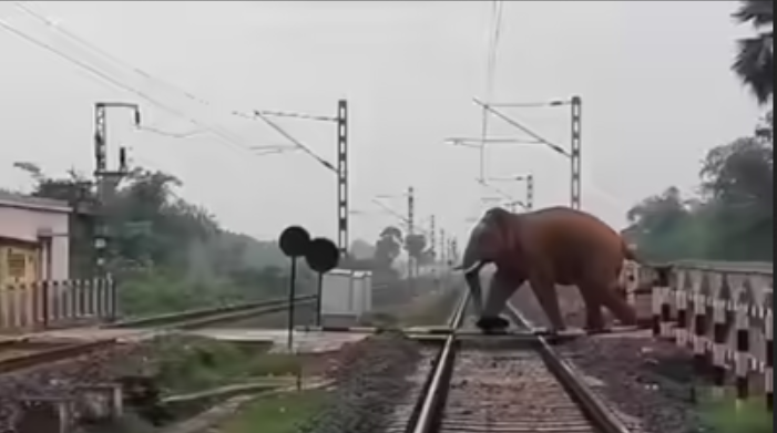 Hızlı tren fil sürüsüyle çarpıştı: Vagonlar raydan çıktı