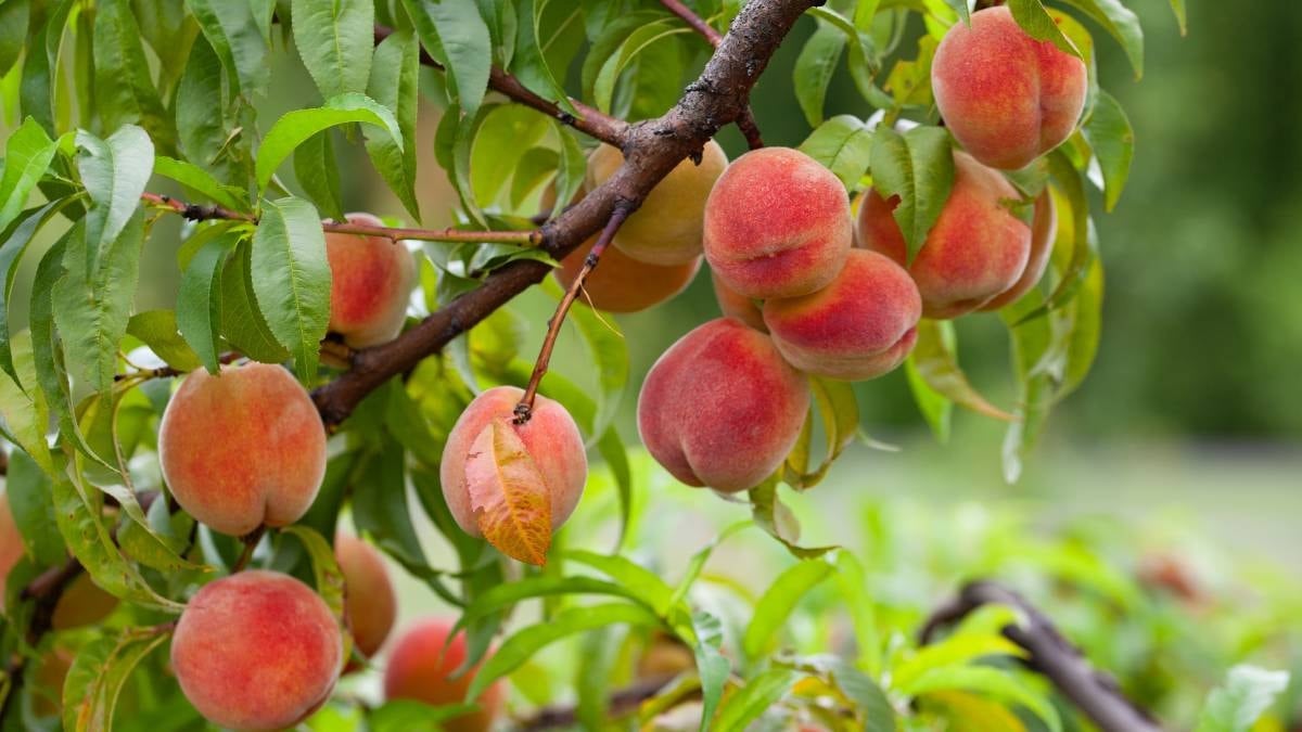 Bol verim için şeftali ağacını doğru şekilde nasıl budamalısınız? Bahçıvanlar uyardı