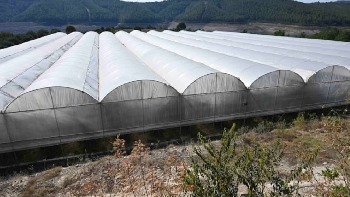 Bu 7 bitki asla serada yetiştirilmemeli: Uzmanlar uyardı