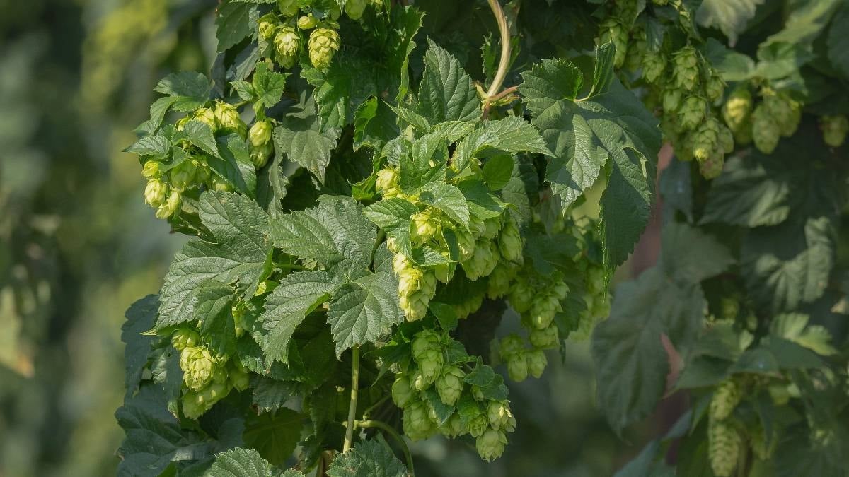 Türk çiftçisi ot diye atıyor, Avrupa&#x27;da kilosu 35 bin liraya satılıyor