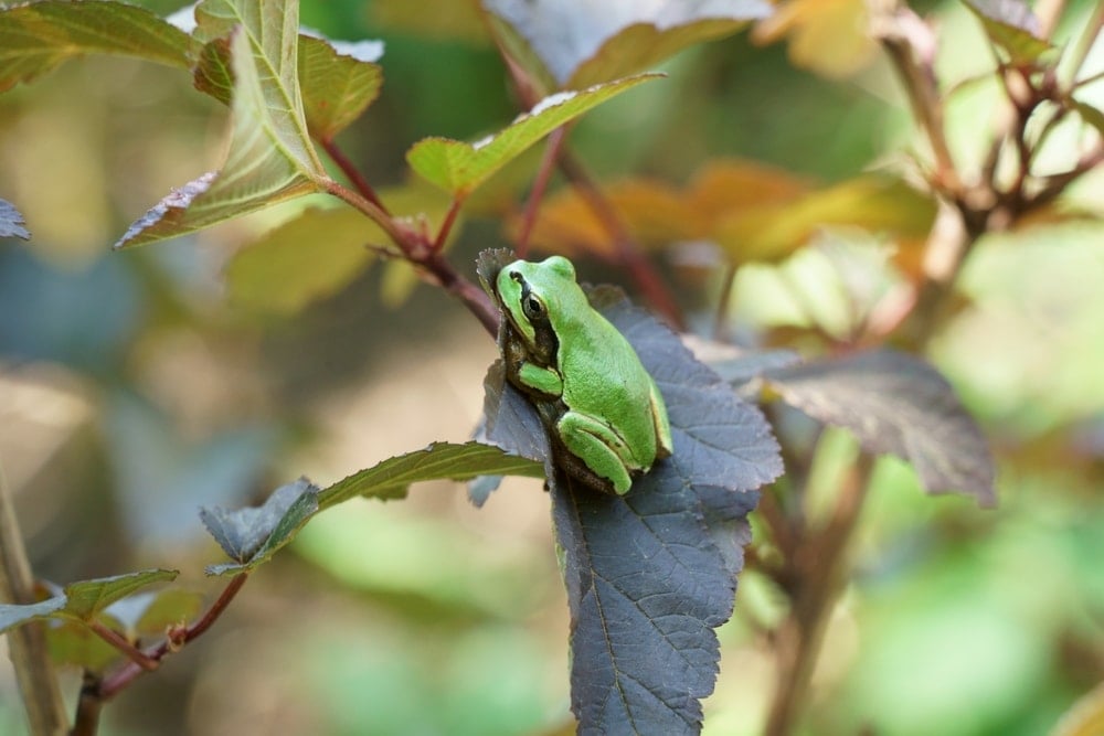 Kanser tedavisinde kurbağa mucizesi: Tümörleri yok ediyor