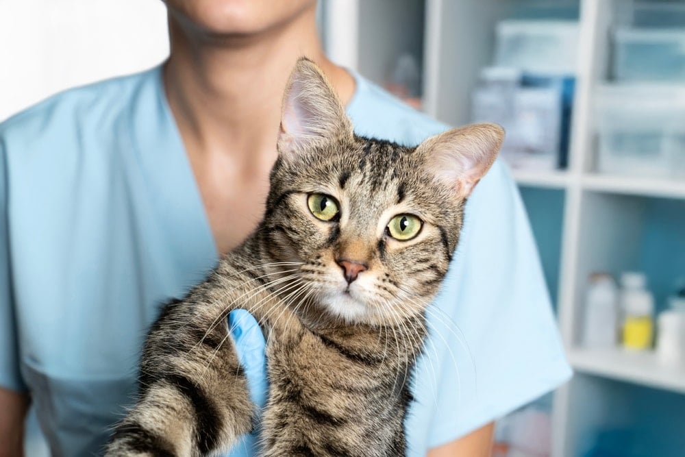 Evcil hayvan sahipleri için bugün son gün: Yaptırmayana 8 bin lira ceza