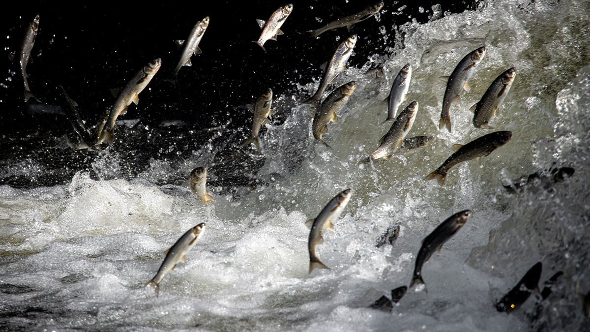 Bilenler ona balıkların kralı diyor: Tüm dünyada afiyetle yeniyor