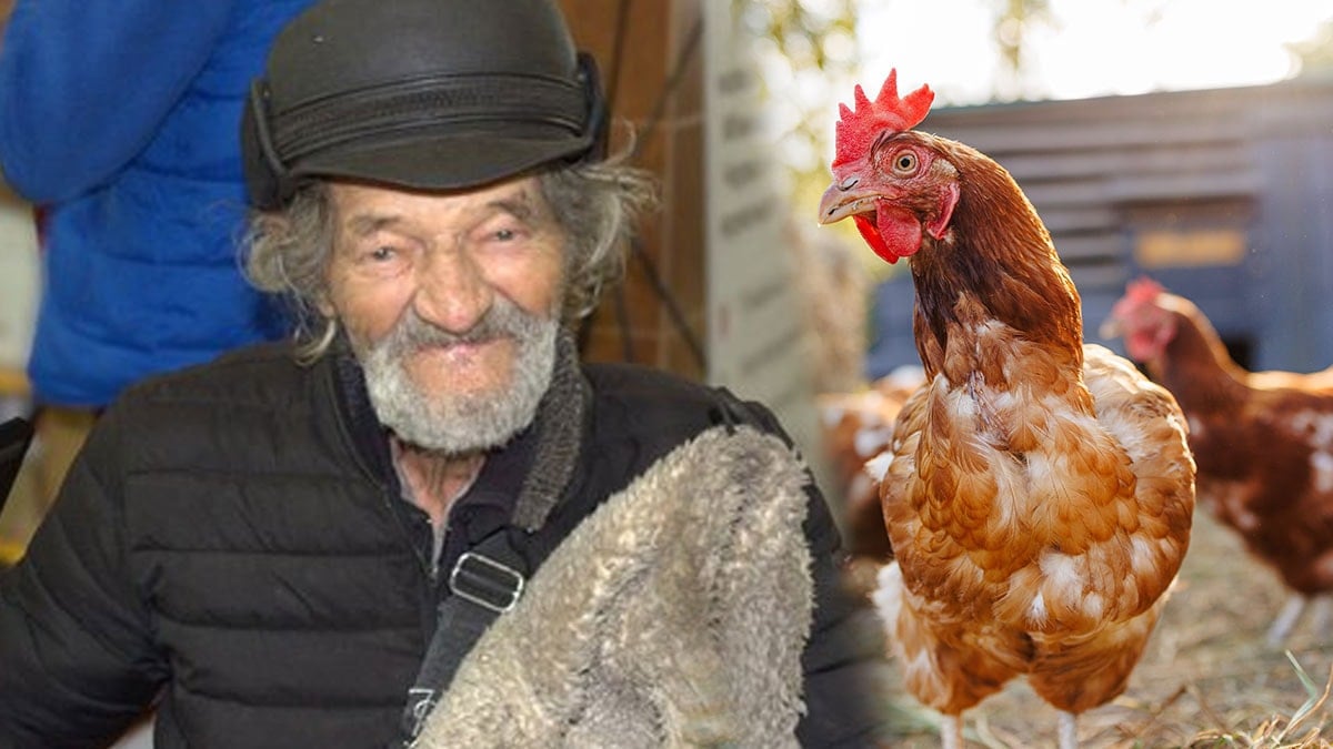 Bombaların arasından elinde tavuğuyla çıktı