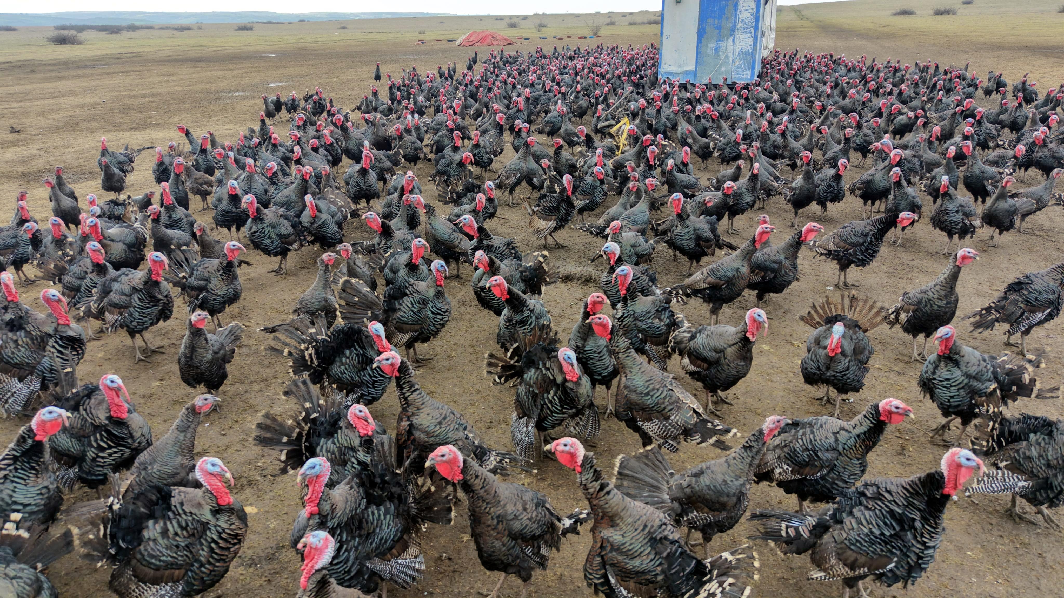 Lezzetli yılbaşı hindisinin sırrı çözüldü, fiyatı da belli oldu