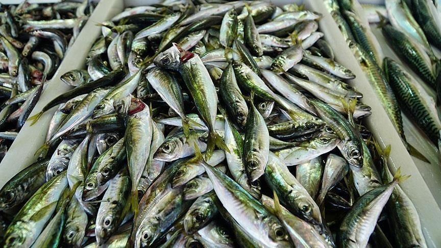 Denize açılan balıkçılar, ağları istavritle dolu şekilde limana dönüyor