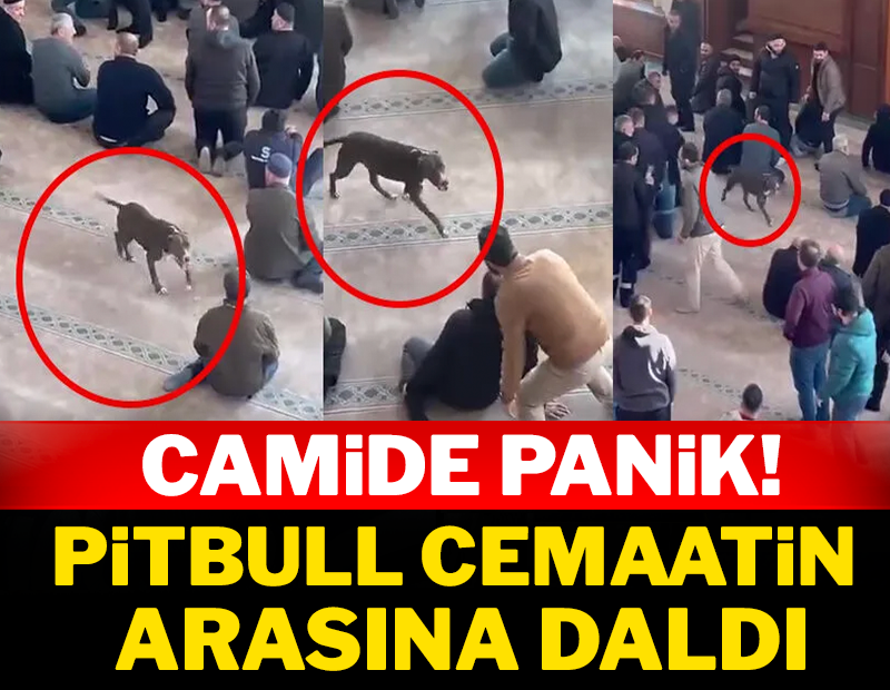 Camide panik: Pitbull cemaatin arasına daldı!