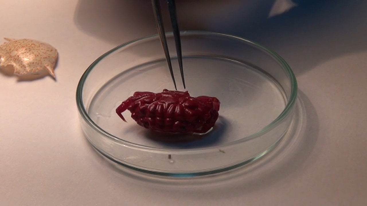 Türkiye'de ilk kez görüldü! 2 santimlik yaratık hemen incelemeye alındı