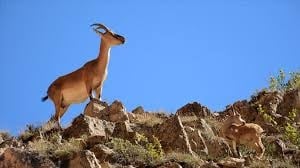 Kayseri’de yaban keçisi avına rekor ceza