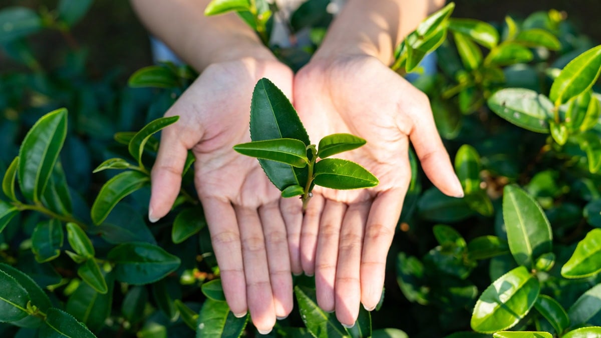 Ağzına kaçan yaprak 14 bin TL'ye mal oldu