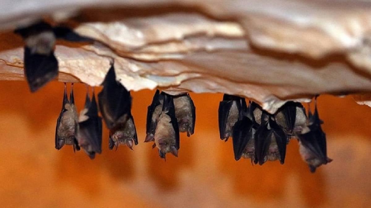 İstila önlenemez oldu, devlet yarasaları işe almaya başladı