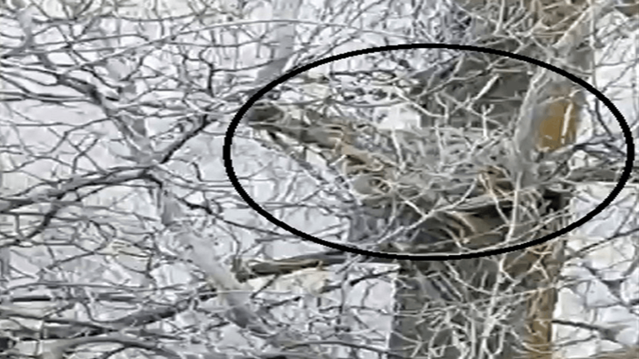 Nesli tehlike altında olan vaşak, ağaçta görüntülendi