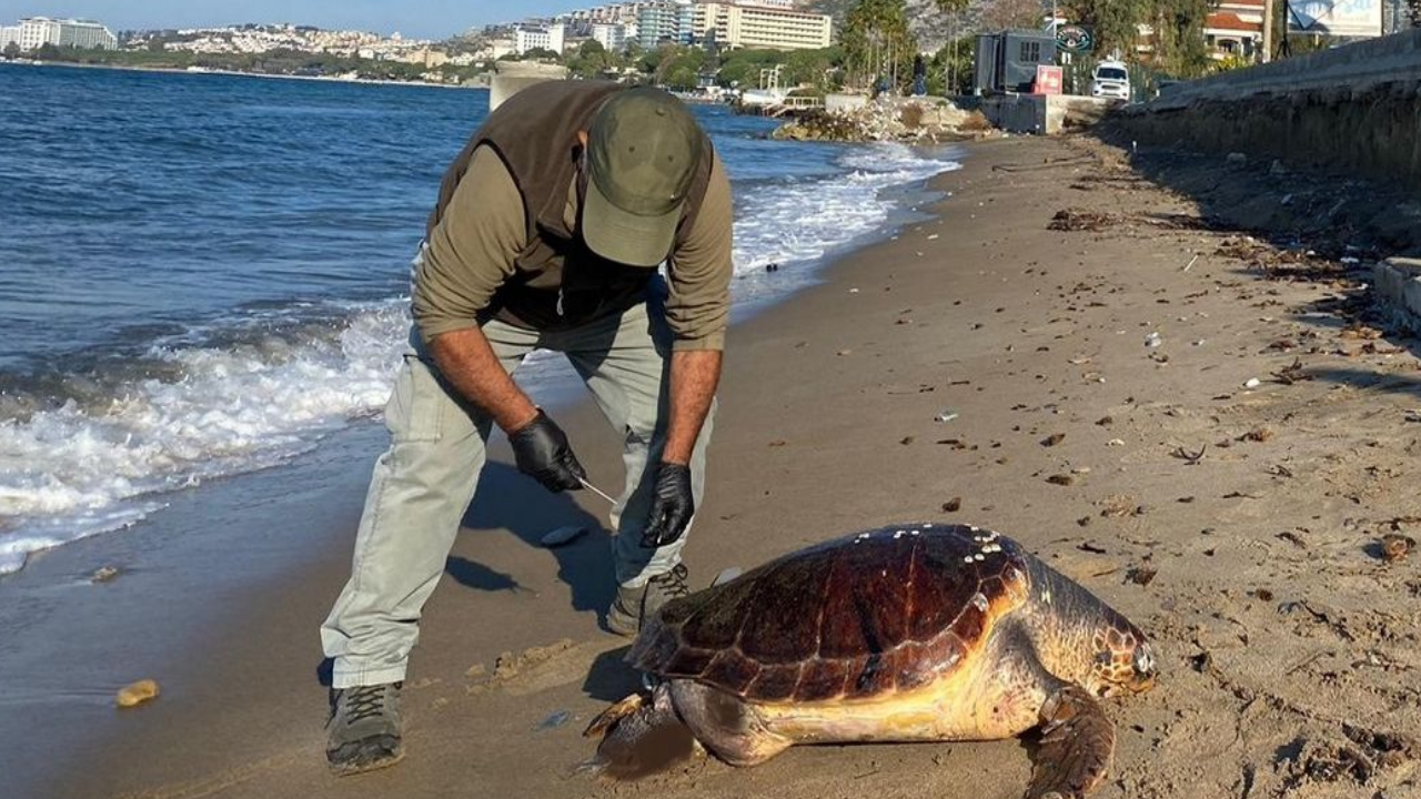 Kaplumbağalar ölü olarak Kuşadası sahiline vurmaya başladı