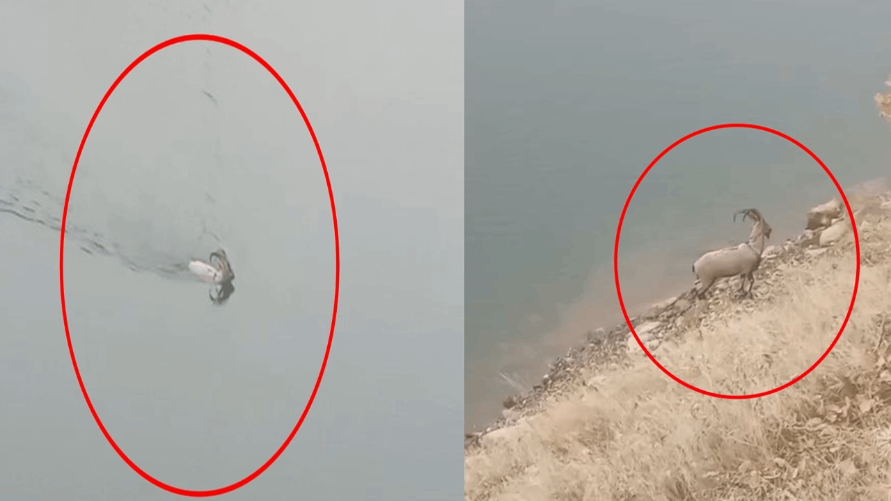 Dağ keçisi baraj gölünü yüzerek geçti; o anlar kamerada