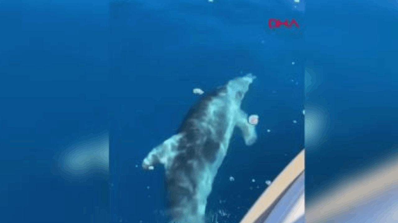 Muğla'da teknenin yanında yüzen yunus sürüsü kamerada