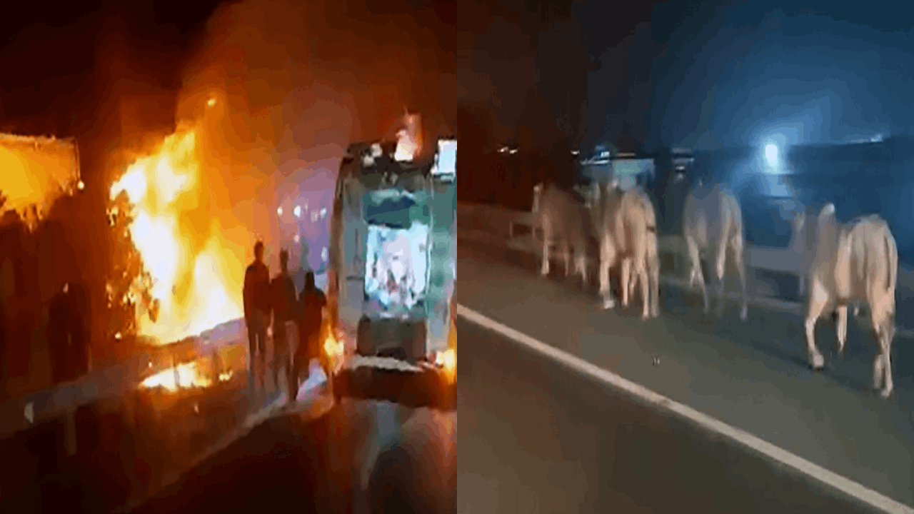 Devrilip yanan TIR'daki 2 kişi öldü: Alevlerden kaçan anguslar kamerada