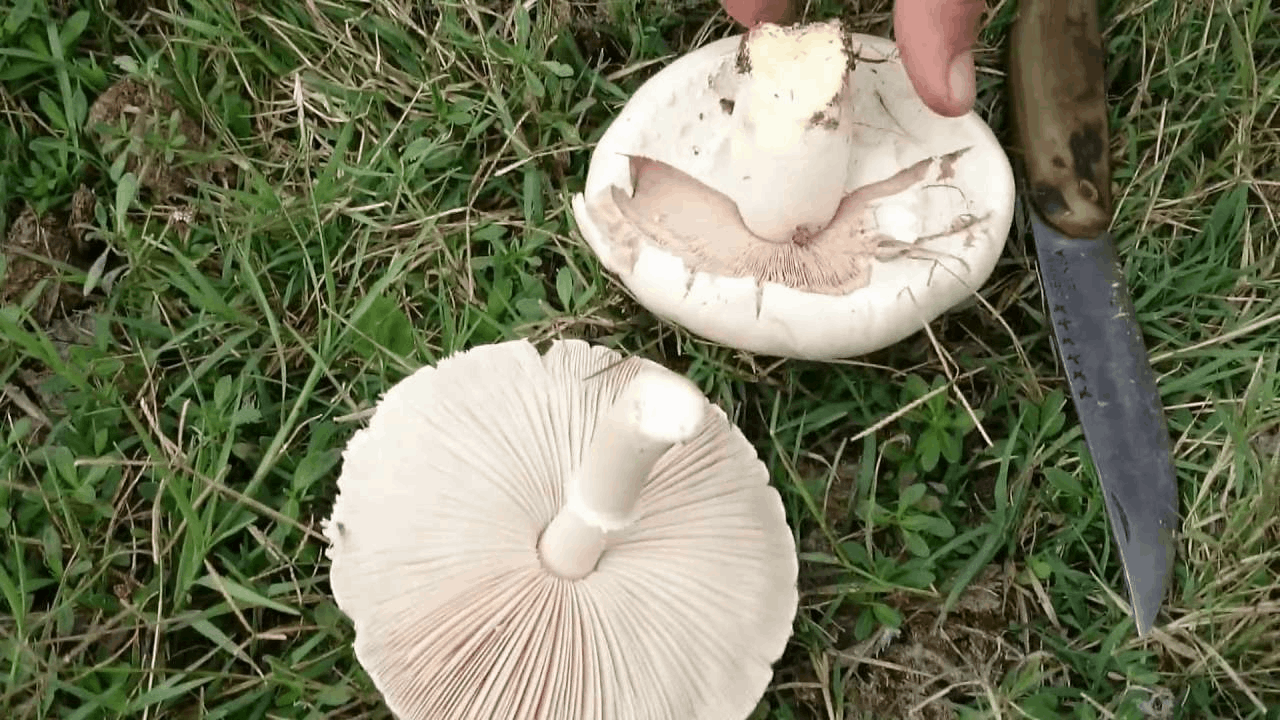 Uzmanlardan kritik uyarı: Her 3 ‘yenilebilir’ mantardan 1’i zehirleyebilir