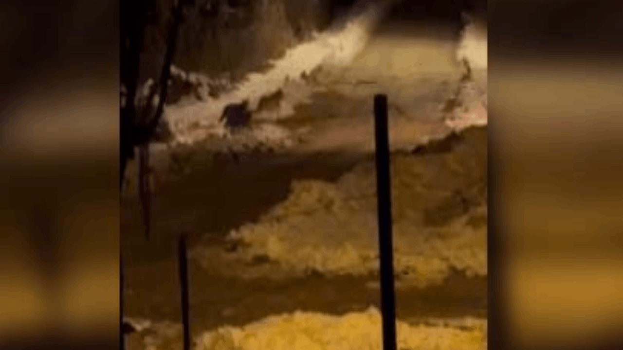 İlçe merkezine inen kurt sürüsü cep telefonuyla görüntülendi