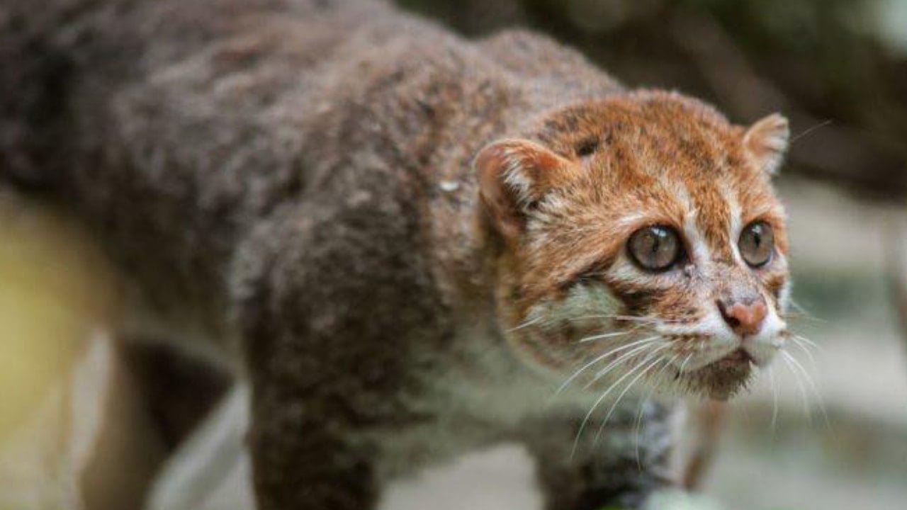 30 yıl sonra ilk kez görüntülendi! Nesli tükendi sanılıyordu