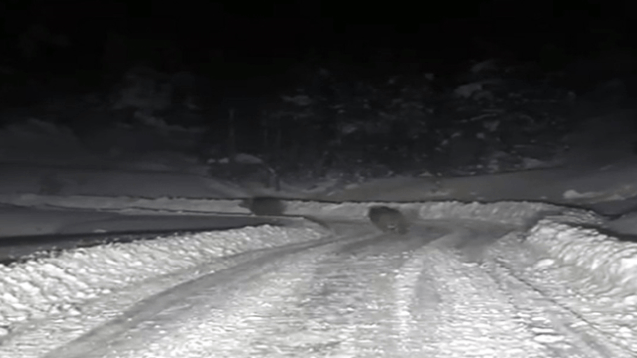 Kar çalışması yapan ekipler 4 ayıyla karşılaştı