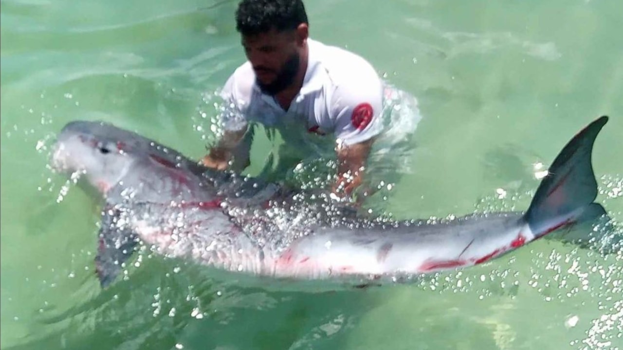 Nadir görülen cüce balina poşet yüzünden öldü