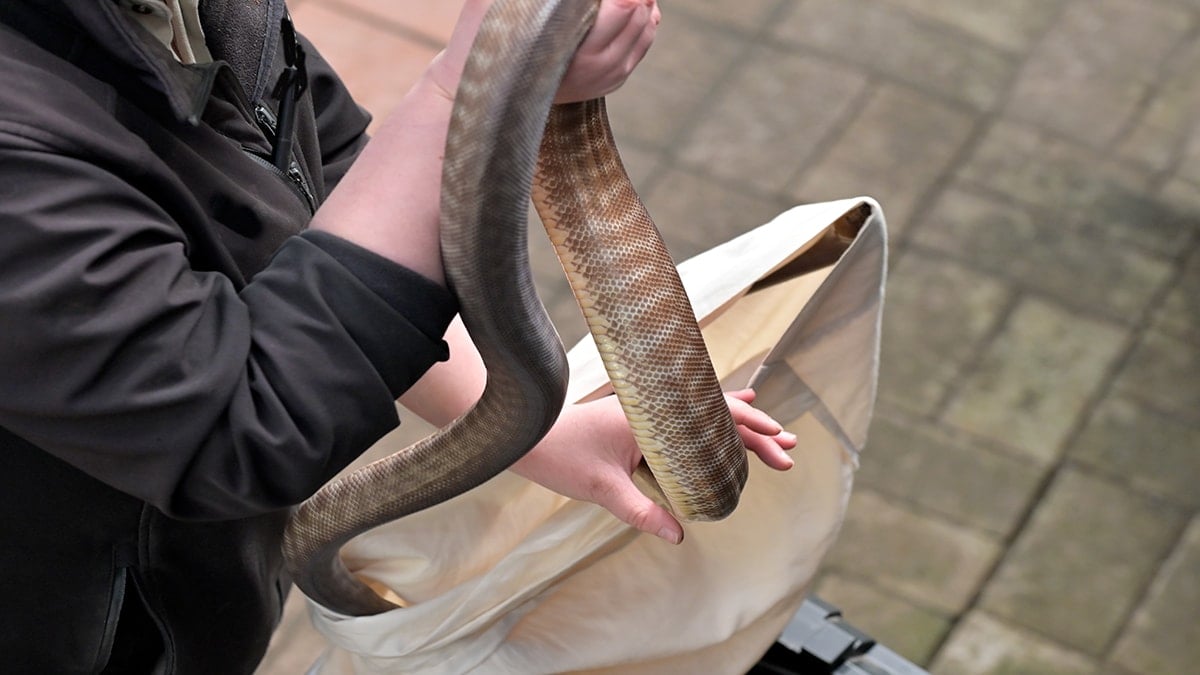 Şehirde bir anda kocaman yılanlar görülmeye başladı, gerçek 35 yıl sonra ortaya çıktı