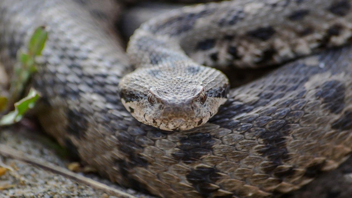 Tek bir ilimizde kayda geçti: Zehirli ve 1 metreye kadar büyüyor