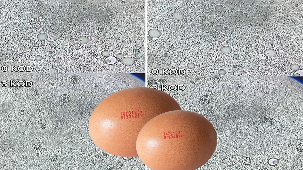 Marketlerde satılan yumurta kodlarını iyi okuyun: Asıl fark mikroskopta ortaya çıkıyormuş