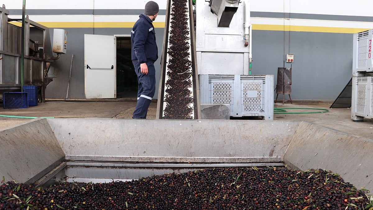 Zeytin ve zeytinyağında ihracata devlet desteği geliyor