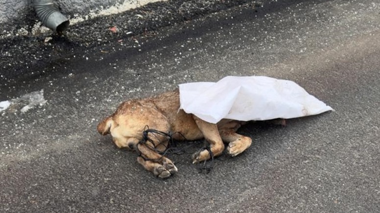 Kayseri'de vahşet: Ayakları bağlanan köpek öldürülüp çuvalla sokağa atıldı